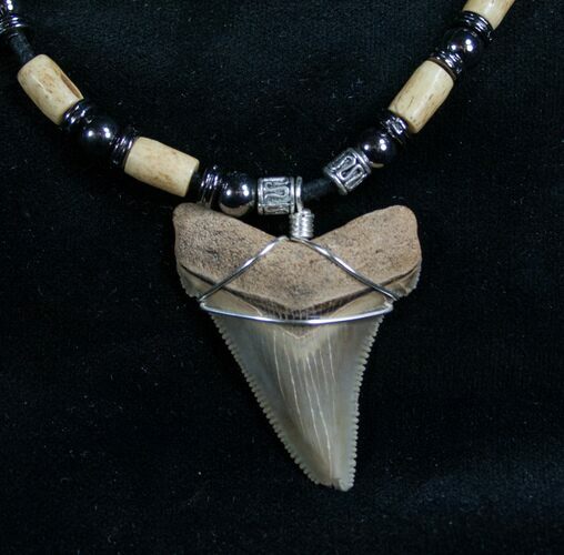 Serrated Megalodon Tooth Necklace - #7656